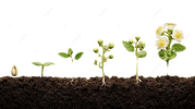 How to Successfully Grow Seeds at Home (Beginner-Friendly Guide)