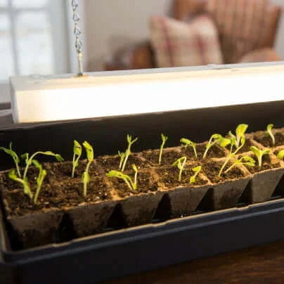 The Most Common Seed Starting Mistakes (And How to Avoid Them)