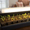 The Most Common Seed Starting Mistakes (And How to Avoid Them)