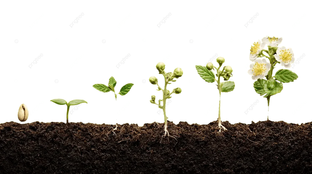 How to Successfully Grow Seeds at Home (Beginner-Friendly Guide)