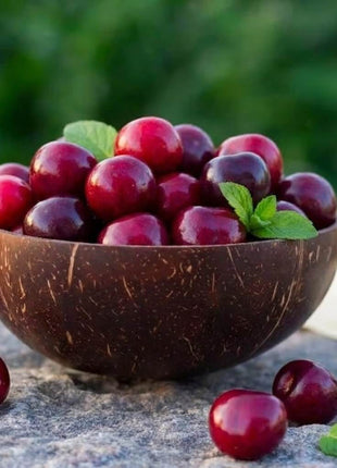 🍒 (New Harvest) Sweet Cherry Seeds 🌿Pre-Primed for High Germination (99% Germination)