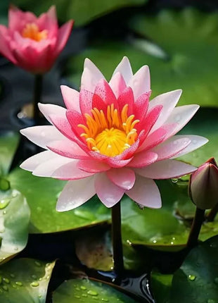 🔥 [7 days germination] Last Day Sale -49% OFF💐The Sacred Bonsai Bowl Lotus Flower