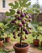 🔥Hot Sale 49% OFF🔥Mission Fig Tree Seeds