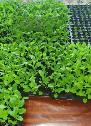 SEEDLING TRAY for Optimal Plant Growth