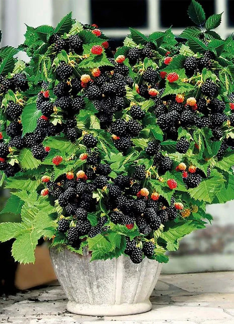 🔥Sweet Giant Blackberry Seeds