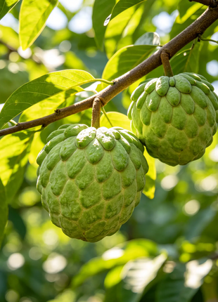 Sugar Apple Home Growing Kit