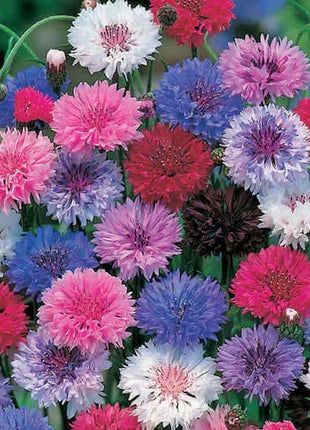 Premium Mixed Cornflower Seeds (Bachelor's Button) - Non-GMO