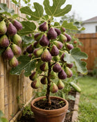 🏆65K+ SOLD!🌿Brown Turkey Fig Seeds-America's Favorite Fig for Patio & Container Gardening! Easy to Grow, Sweet Harvest.