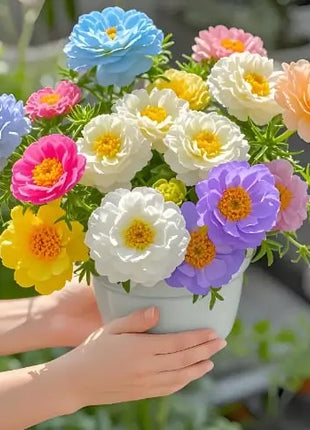 🌸 Double Flowered Moss Rose Seeds – 🌿Perennial Flower Seeds / Large Flowers / Easy to Grow