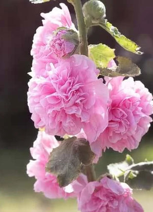 🏆 50K+ SOLD!🌺Double Hollyhock Seeds – Fall & Winter Planting, Perennial Blooms & Stunning Garden Elegance 🍂