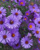 New England Aster Seeds