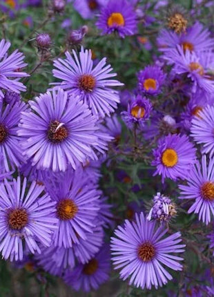New England Aster Seeds