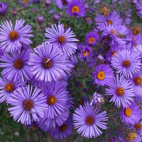 New England Aster Seeds