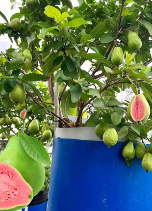 🍈Tropical Guava Growing Kit for Pots & Gardens
