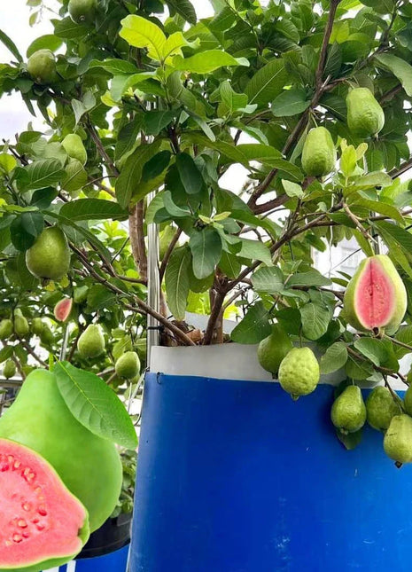 🍈Tropical Guava Growing Kit for Pots & Gardens