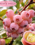 🔥50K+ SOLD!💟Premium Pink Blueberry Seeds -😋A Uniquely Delightful Taste