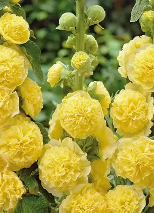 🏆 50K+ SOLD!🌺Double Hollyhock Seeds – Fall & Winter Planting, Perennial Blooms & Stunning Garden Elegance 🍂