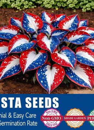 🎉Last Day Sale Off 49%🎉Celebrate America's 250th 🌱Premium Shade-Loving Hosta Seeds