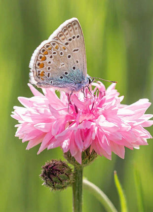Premium Mixed Cornflower Seeds (Bachelor's Button) - Non-GMO