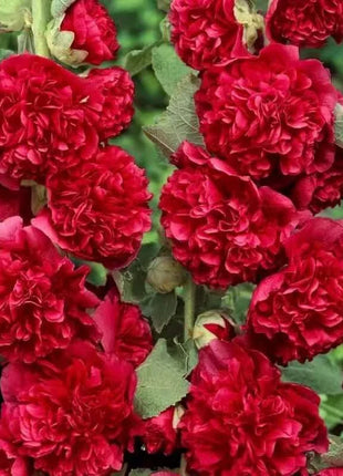 🏆 50K+ SOLD!🌺Double Hollyhock Seeds – Fall & Winter Planting, Perennial Blooms & Stunning Garden Elegance 🍂
