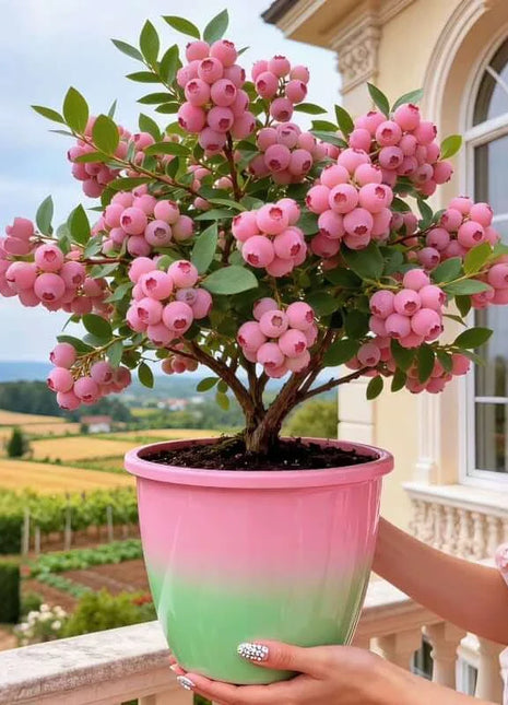 🔥50K+ SOLD!💟Premium Pink Blueberry Seeds -😋A Uniquely Delightful Taste