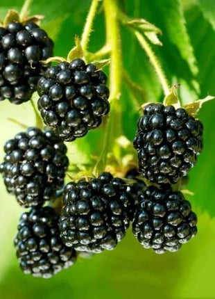 🔥Sweet Giant Blackberry Seeds