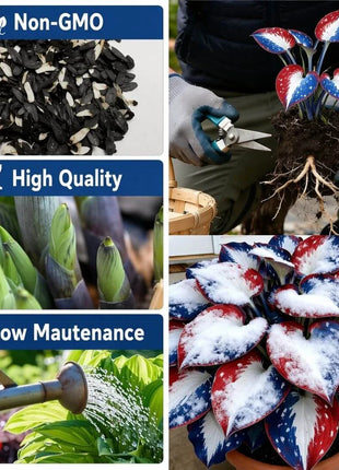 🎉Last Day Sale Off 49%🎉Celebrate America's 250th 🌱Premium Shade-Loving Hosta Seeds