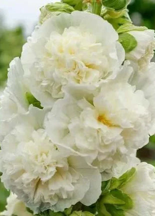 🏆 50K+ SOLD!🌺Double Hollyhock Seeds – Fall & Winter Planting, Perennial Blooms & Stunning Garden Elegance 🍂