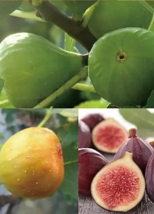🏆65K+ SOLD!🌿Brown Turkey Fig Seeds-America's Favorite Fig for Patio &amp; Container Gardening! Easy to Grow, Sweet Harvest.