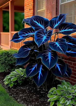 🔥🌌 Glow-in-the-Dark Garden Magic: Rare Dark Blue Flame Hostas Seeds