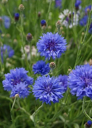 Premium Mixed Cornflower Seeds (Bachelor's Button) - Non-GMO