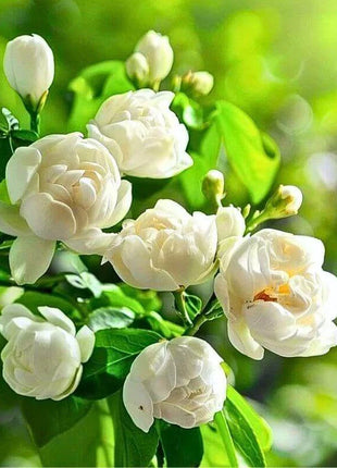 🏆 50K+ SOLD! 🌿❄️ FrostCharm Jasmine Seeds – Winter Planting, Perennial Blooms & Fragrant Garden Elegance 🌸