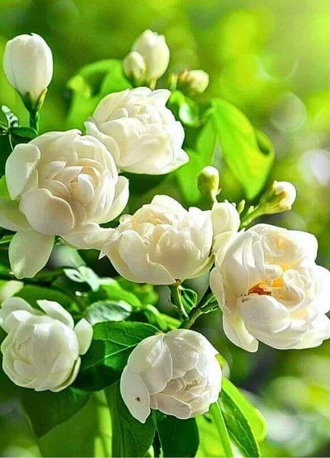 🏆 50K+ SOLD! 🌿❄️ FrostCharm Jasmine Seeds – Winter Planting, Perennial Blooms & Fragrant Garden Elegance 🌸