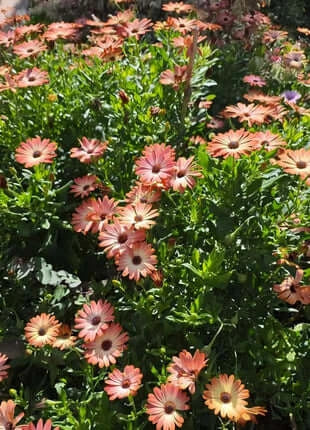 Africa Daisy Seeds-Drought-Proof Color Explosion
