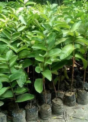 🍈Tropical Guava Growing Kit for Pots & Gardens