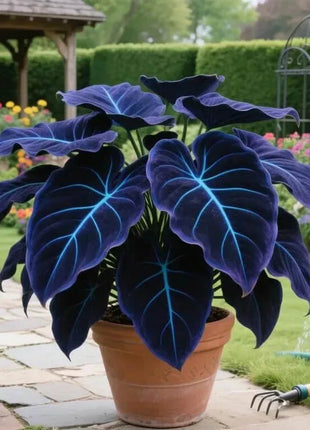🔥🌌 Glow-in-the-Dark Garden Magic: Rare Dark Blue Flame Hostas Seeds
