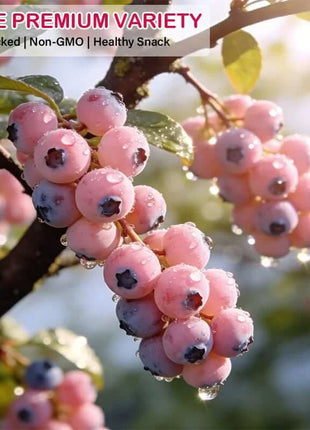 🔥50K+ SOLD!💟Premium Pink Blueberry Seeds -😋A Uniquely Delightful Taste