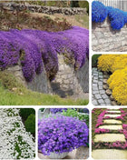 Creeping Thyme Homegrown Seeds Easy to Plant and Grow Non-GMO Perennial Flower Premium Seeds