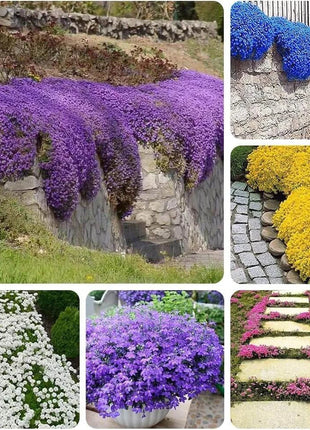 Creeping Thyme Homegrown Seeds Easy to Plant and Grow Non-GMO Perennial Flower Premium Seeds