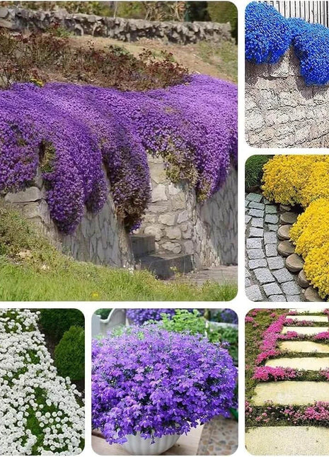 Creeping Thyme Homegrown Seeds Easy to Plant and Grow Non-GMO Perennial Flower Premium Seeds