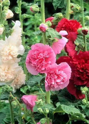 🏆 50K+ SOLD!🌺Double Hollyhock Seeds – Fall & Winter Planting, Perennial Blooms & Stunning Garden Elegance 🍂
