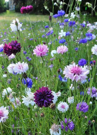 Premium Mixed Cornflower Seeds (Bachelor's Button) - Non-GMO