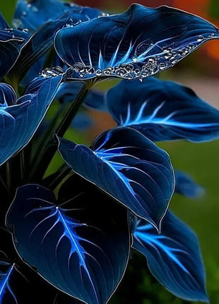 🔥🌌 Glow-in-the-Dark Garden Magic: Rare Dark Blue Flame Hostas Seeds