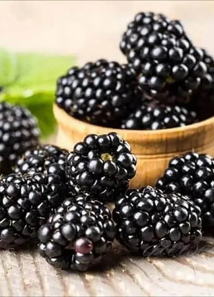 🔥Sweet Giant Blackberry Seeds