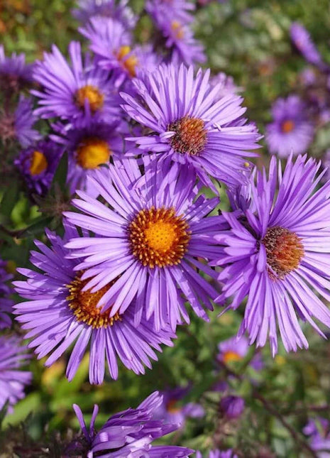 New England Aster Seeds