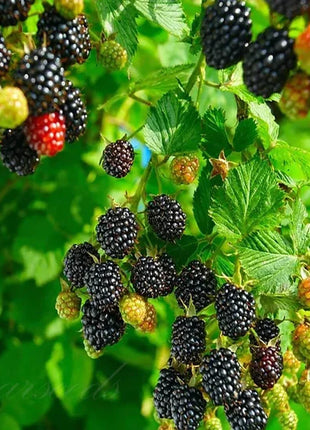 🔥Sweet Giant Blackberry Seeds