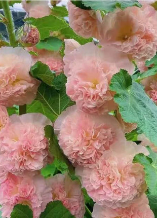 🏆 50K+ SOLD!🌺Double Hollyhock Seeds – Fall & Winter Planting, Perennial Blooms & Stunning Garden Elegance 🍂