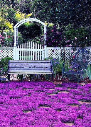 Creeping Thyme Homegrown Seeds Easy to Plant and Grow Non-GMO Perennial Flower Premium Seeds