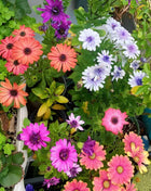 Africa Daisy Seeds-Drought-Proof Color Explosion
