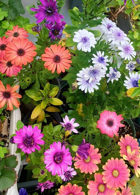 Africa Daisy Seeds-Drought-Proof Color Explosion